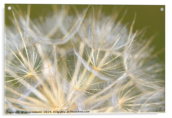 dandelion close up nature background Acrylic by goce risteski