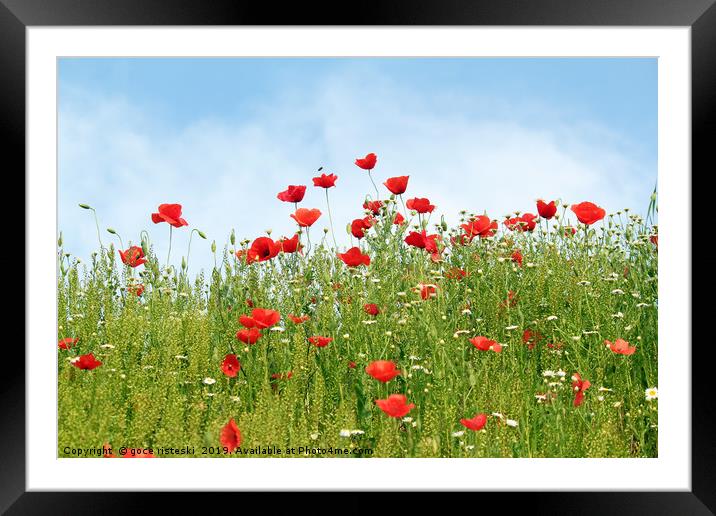 poppy wild flowers spring season Framed Mounted Print by goce risteski