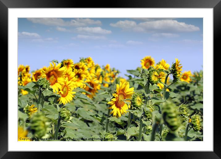 sunflowers summer season agriculture industry Framed Mounted Print by goce risteski