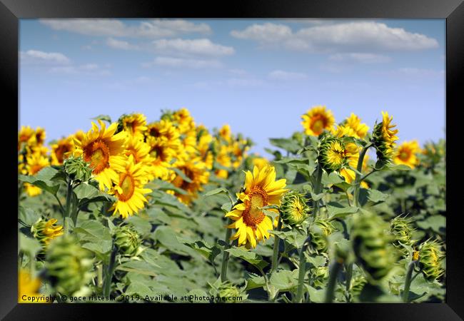 sunflowers summer season agriculture industry Framed Print by goce risteski