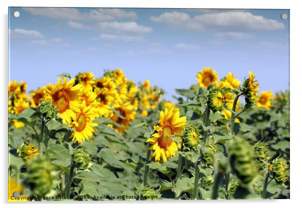 sunflowers summer season agriculture industry Acrylic by goce risteski