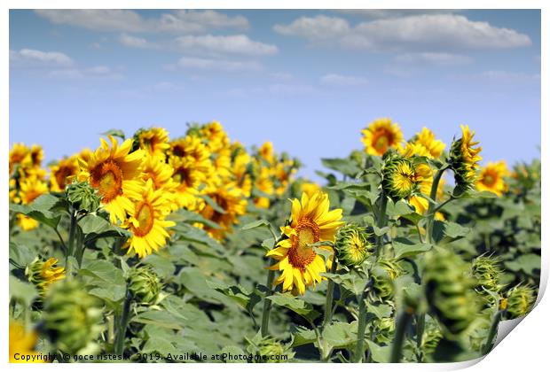 sunflowers summer season agriculture industry Print by goce risteski