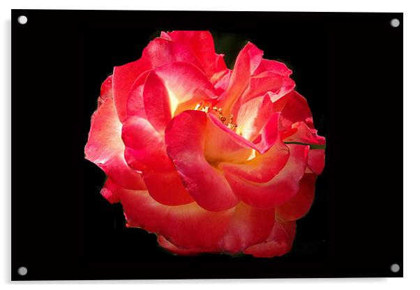 Glowing Rose Acrylic by Brian Beckett