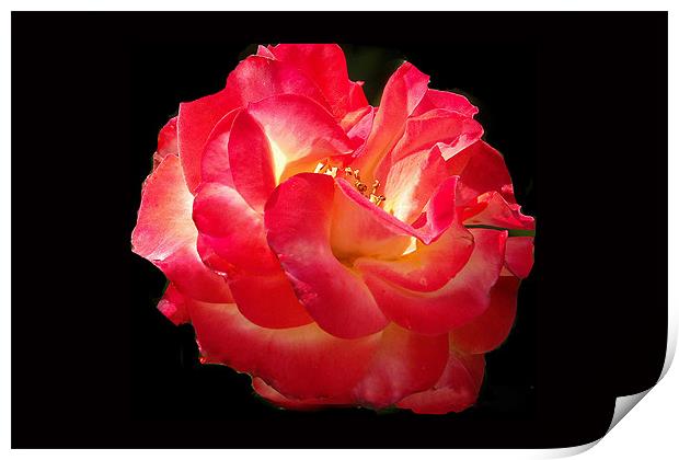 Glowing Rose Print by Brian Beckett