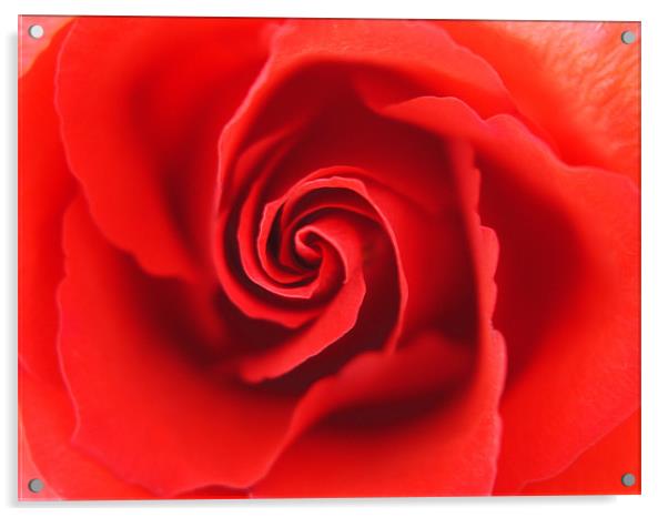 Dreamy Rose Acrylic by Louise Godwin