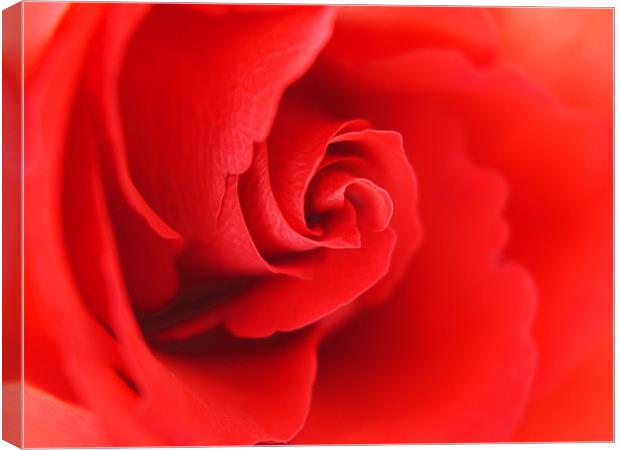 Lovers Rose Canvas Print by Louise Godwin
