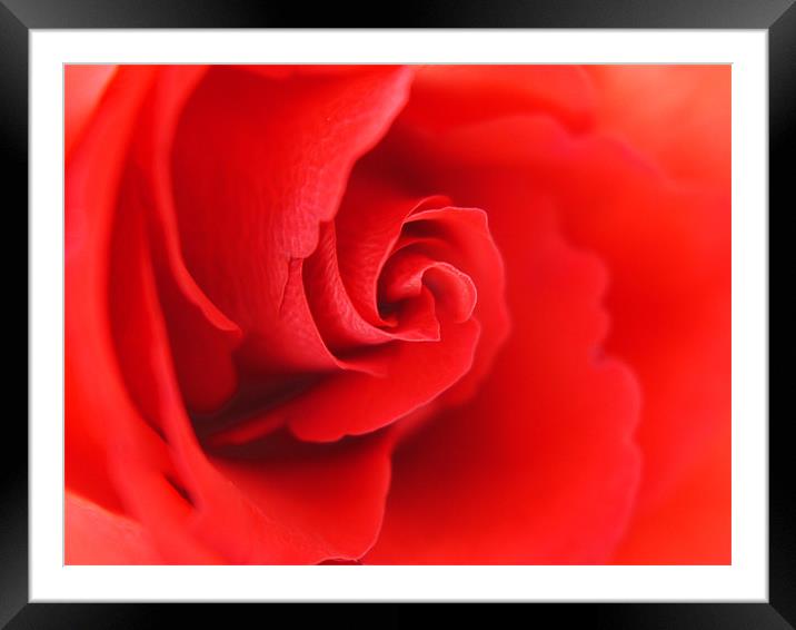 Lovers Rose Framed Mounted Print by Louise Godwin