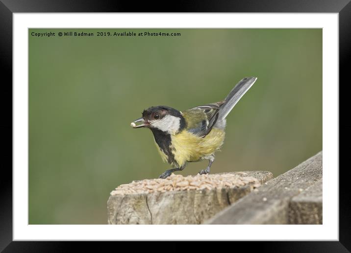 Great Tit at Ham Wall Nature Reserve Somerset Framed Mounted Print by Will Badman