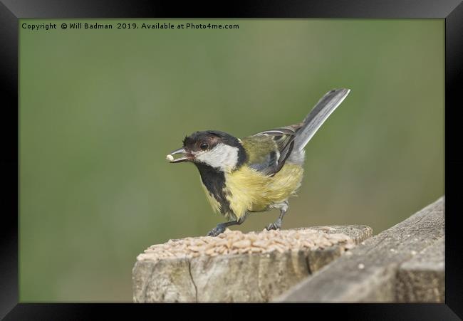 Great Tit at Ham Wall Nature Reserve Somerset Framed Print by Will Badman