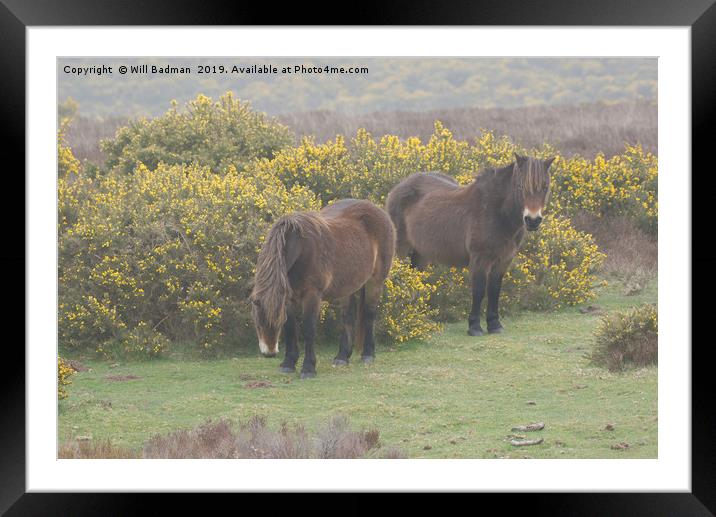 Exmoor Ponies Somerset UK Framed Mounted Print by Will Badman