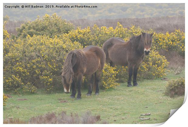 Exmoor Ponies Somerset UK Print by Will Badman