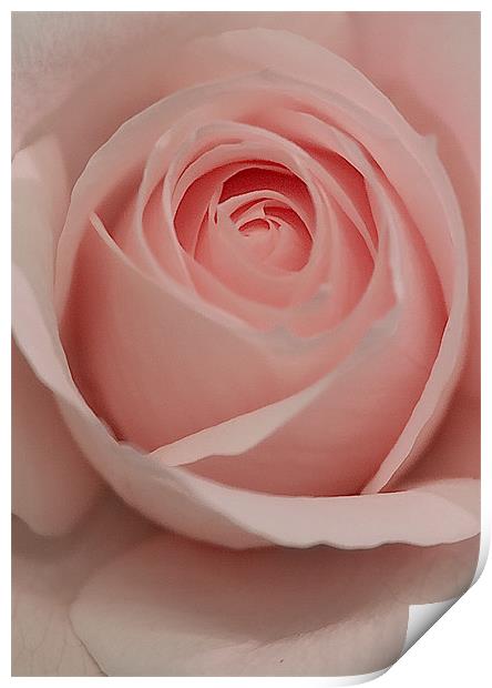 The Pink Rose Print by Brian Roscorla