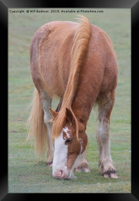 Quantock Hill Pony Framed Print by Will Badman