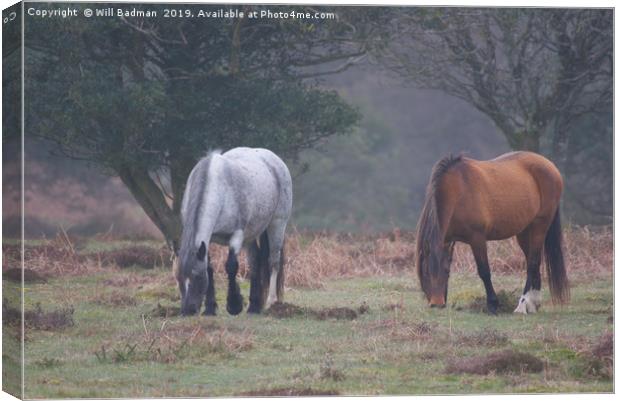 Quantock Hill Ponies Canvas Print by Will Badman