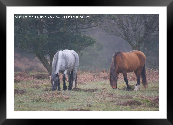 Quantock Hill Ponies Framed Mounted Print by Will Badman