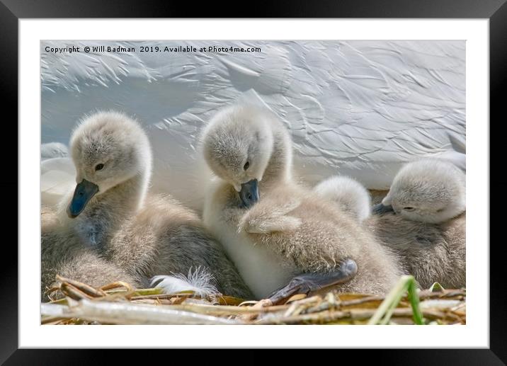 Two Day Old Cygnets Framed Mounted Print by Will Badman