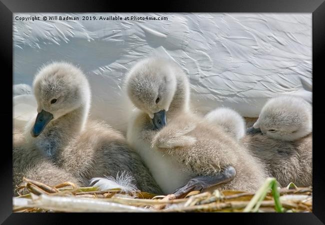 Two Day Old Cygnets Framed Print by Will Badman