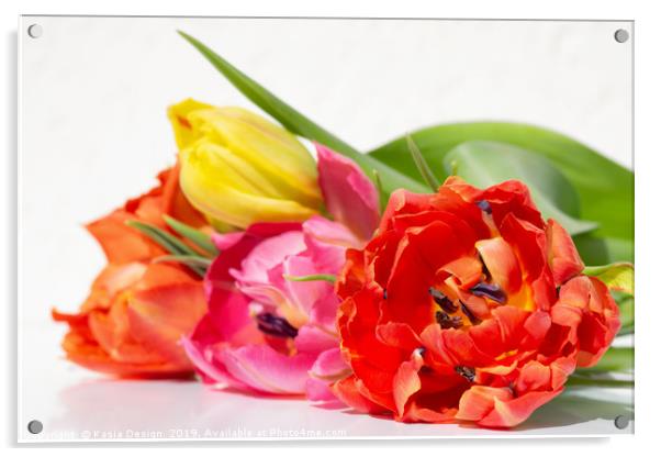 Tulips: Primus unter Pares Acrylic by Kasia Design
