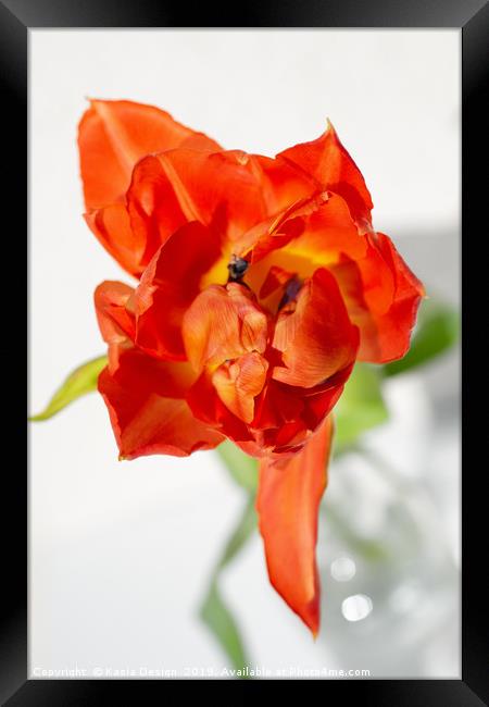 Tulip Dancing Queen Framed Print by Kasia Design