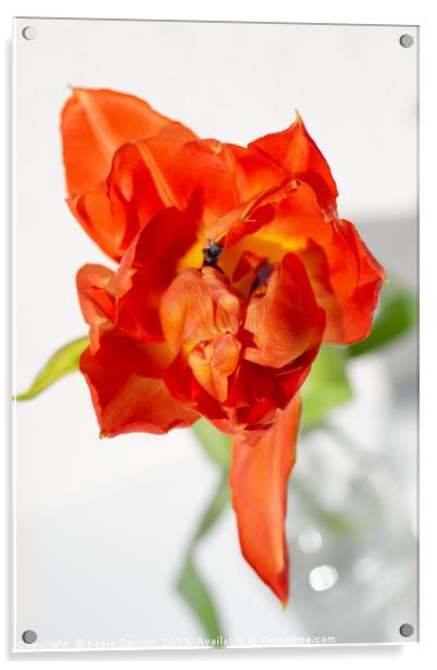 Tulip Dancing Queen Acrylic by Kasia Design