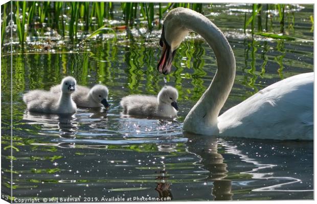 Young Cygnets taking their first swim  Canvas Print by Will Badman