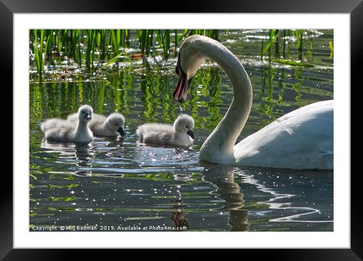 Young Cygnets taking their first swim  Framed Mounted Print by Will Badman