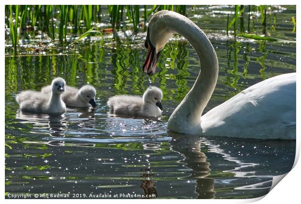 Young Cygnets taking their first swim  Print by Will Badman