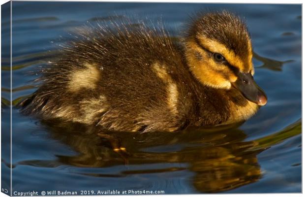 Young Duckling at Ninesprings Yeovil Canvas Print by Will Badman