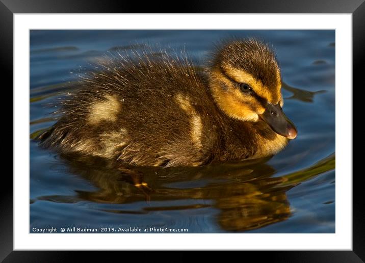 Young Duckling at Ninesprings Yeovil Framed Mounted Print by Will Badman
