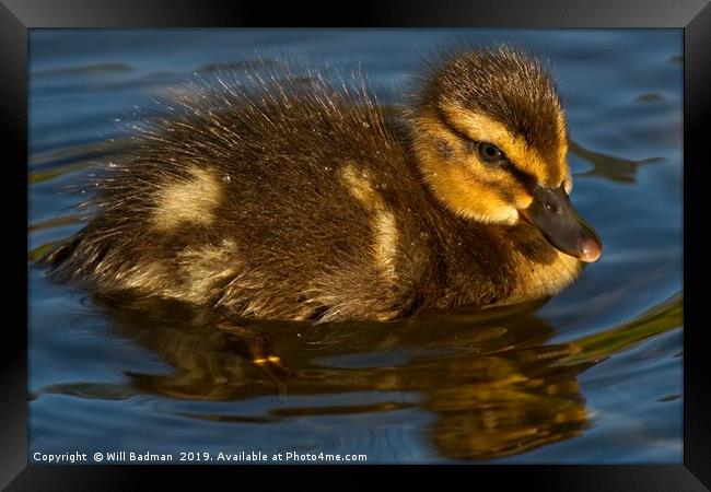 Young Duckling at Ninesprings Yeovil Framed Print by Will Badman