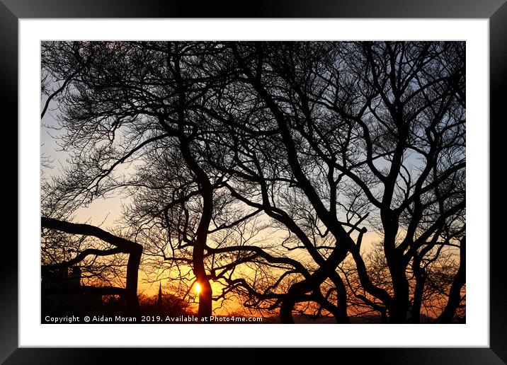 Sunset at Greenwich Park, London, England   Framed Mounted Print by Aidan Moran