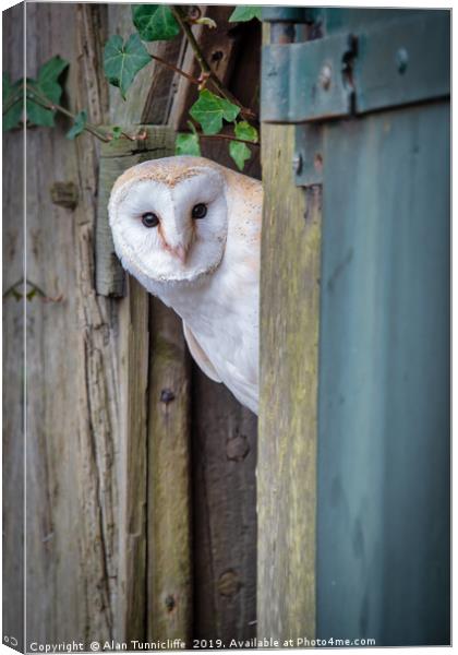 Nosey barn owl Canvas Print by Alan Tunnicliffe