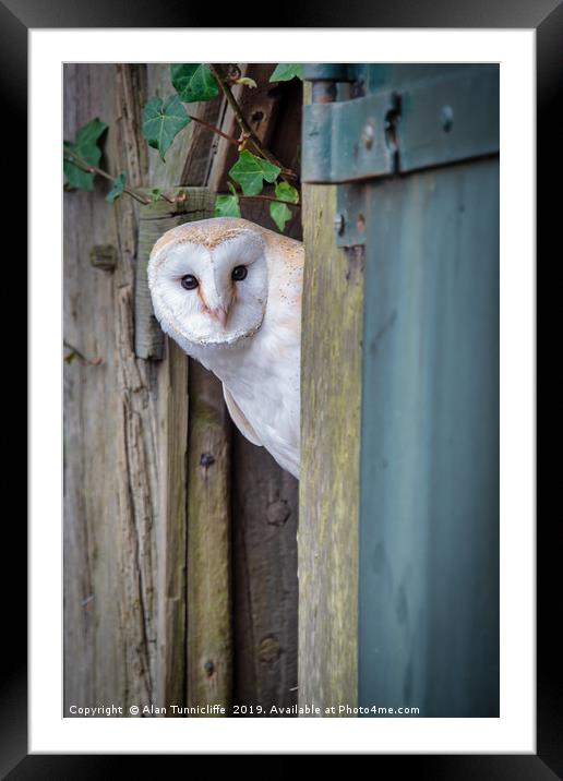 Nosey barn owl Framed Mounted Print by Alan Tunnicliffe