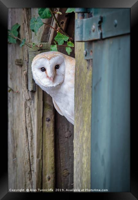 Nosey barn owl Framed Print by Alan Tunnicliffe