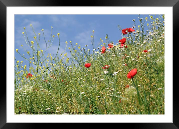 spring season wild flowers meadow Framed Mounted Print by goce risteski