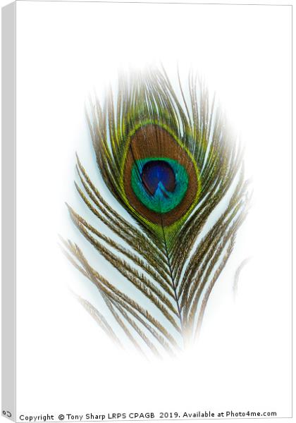PEACOCK FEATHER Canvas Print by Tony Sharp LRPS CPAGB