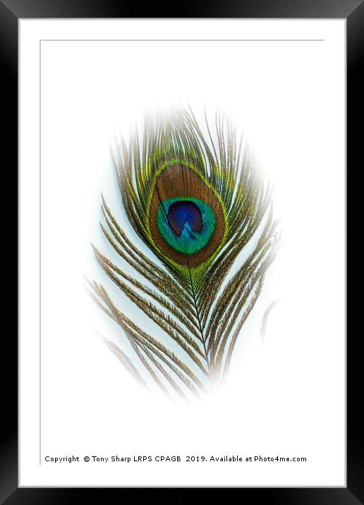 PEACOCK FEATHER Framed Mounted Print by Tony Sharp LRPS CPAGB