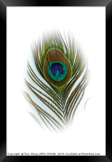 PEACOCK FEATHER Framed Print by Tony Sharp LRPS CPAGB
