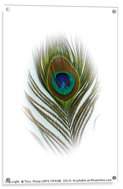PEACOCK FEATHER Acrylic by Tony Sharp LRPS CPAGB
