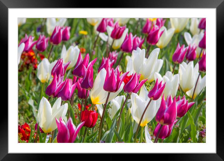 Spring Flowers Framed Mounted Print by David Hare