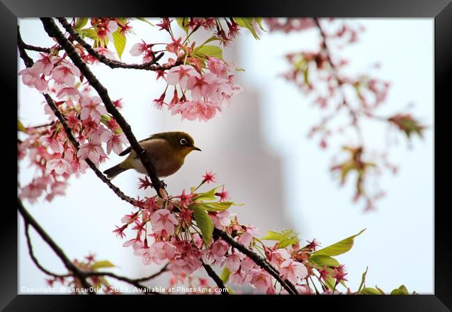 Japanese Mejiro in a cherry blossom tree Framed Print by Lensw0rld 