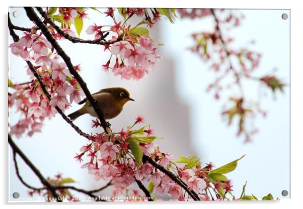 Japanese Mejiro in a cherry blossom tree Acrylic by Lensw0rld 