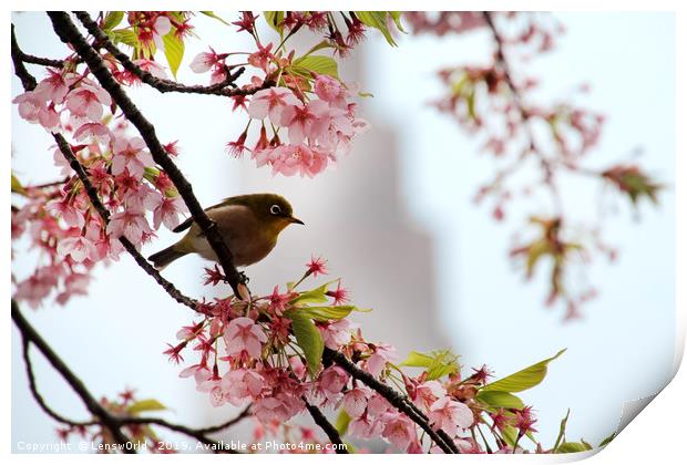 Japanese Mejiro in a cherry blossom tree Print by Lensw0rld 