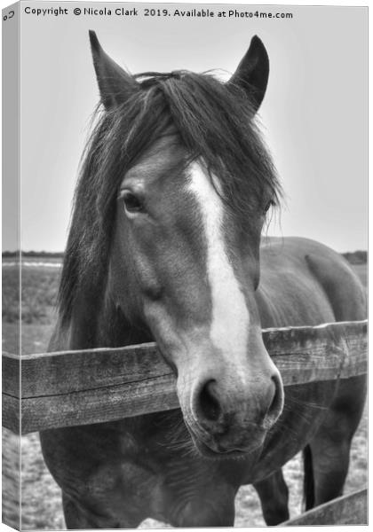 Beautiful horse looking over a fence Canvas Print by Nicola Clark