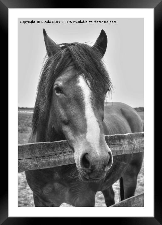 Beautiful horse looking over a fence Framed Mounted Print by Nicola Clark
