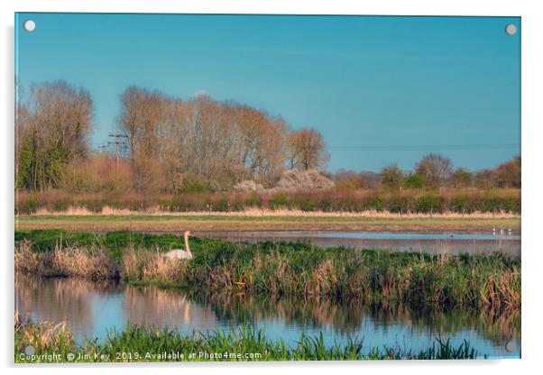 Swan on a River Bank Acrylic by Jim Key