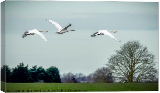 Whooper Swans in Flight Canvas Print by Philip Pound