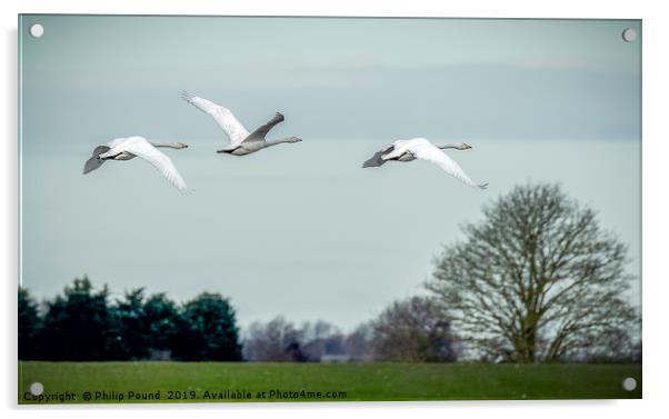 Whooper Swans in Flight Acrylic by Philip Pound