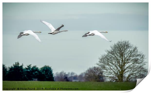 Whooper Swans in Flight Print by Philip Pound