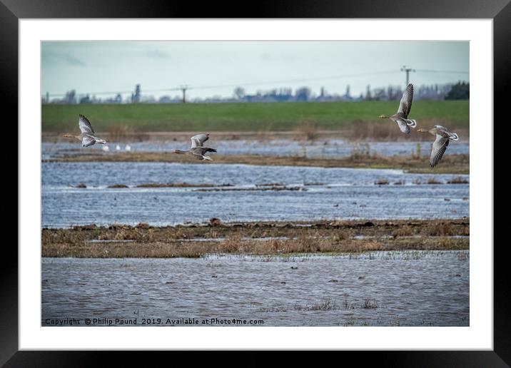 Grey Lag Geese in Flight Framed Mounted Print by Philip Pound